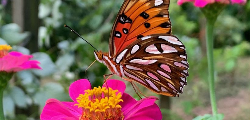 butterfly, 2