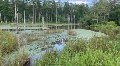 quarry, wetlands. Credit: Brian and Shanda Cook