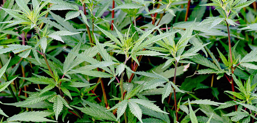 Can i grow marijuana in georgia