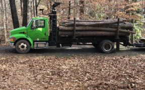 Healthy trees felled at Murphey Candler Park due to construction.