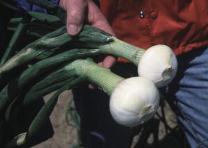 vidalia onions