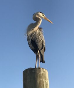 Blue heron, edit