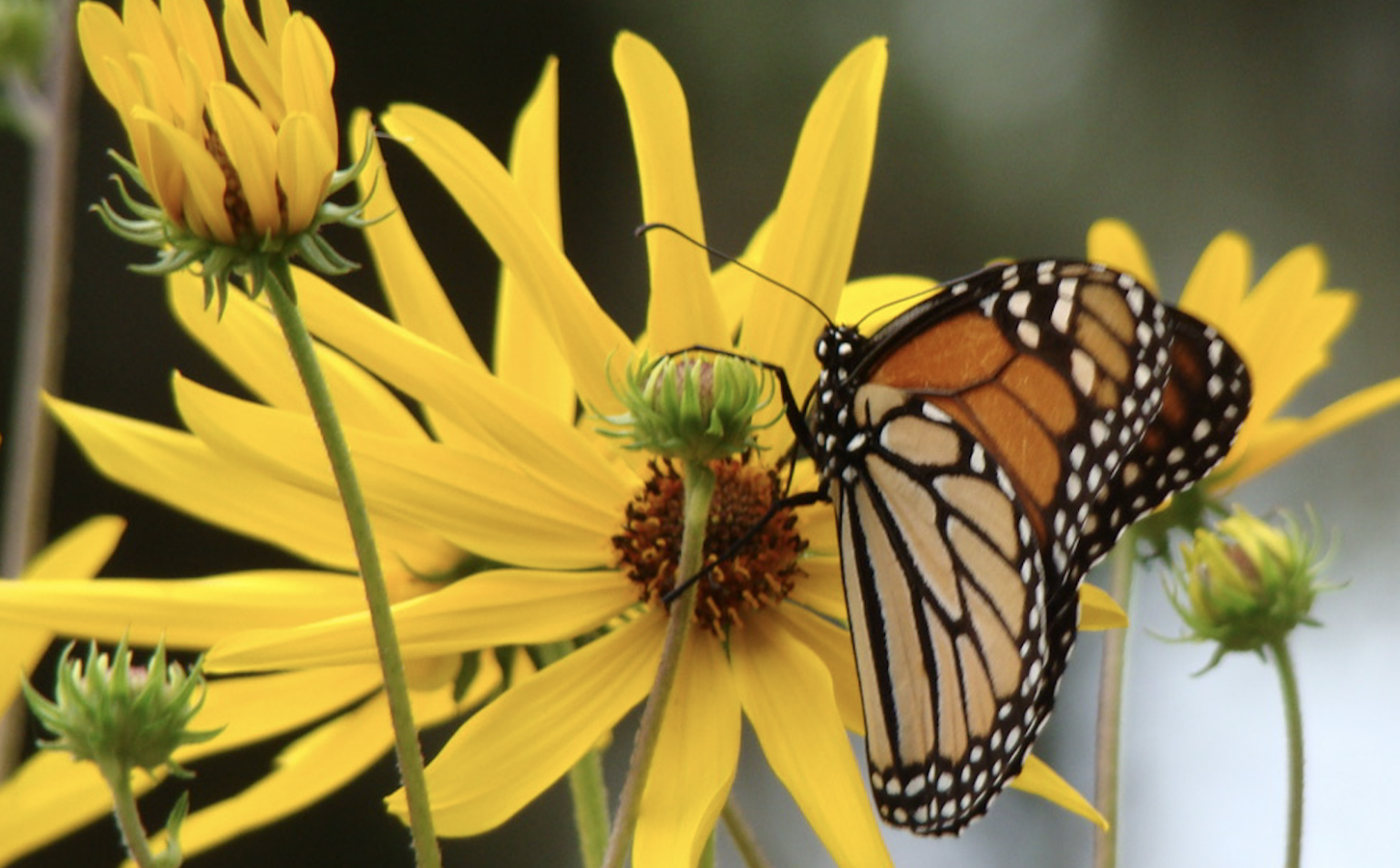 Monarch butterflies lingering in volunteers sought to help
